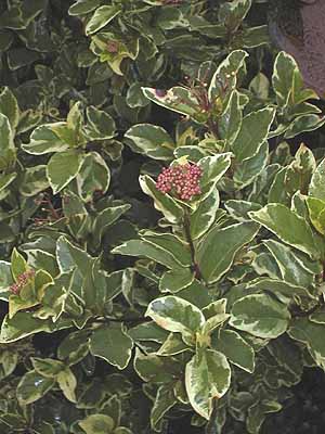 Viburnum_tinusVariegatum.jpg