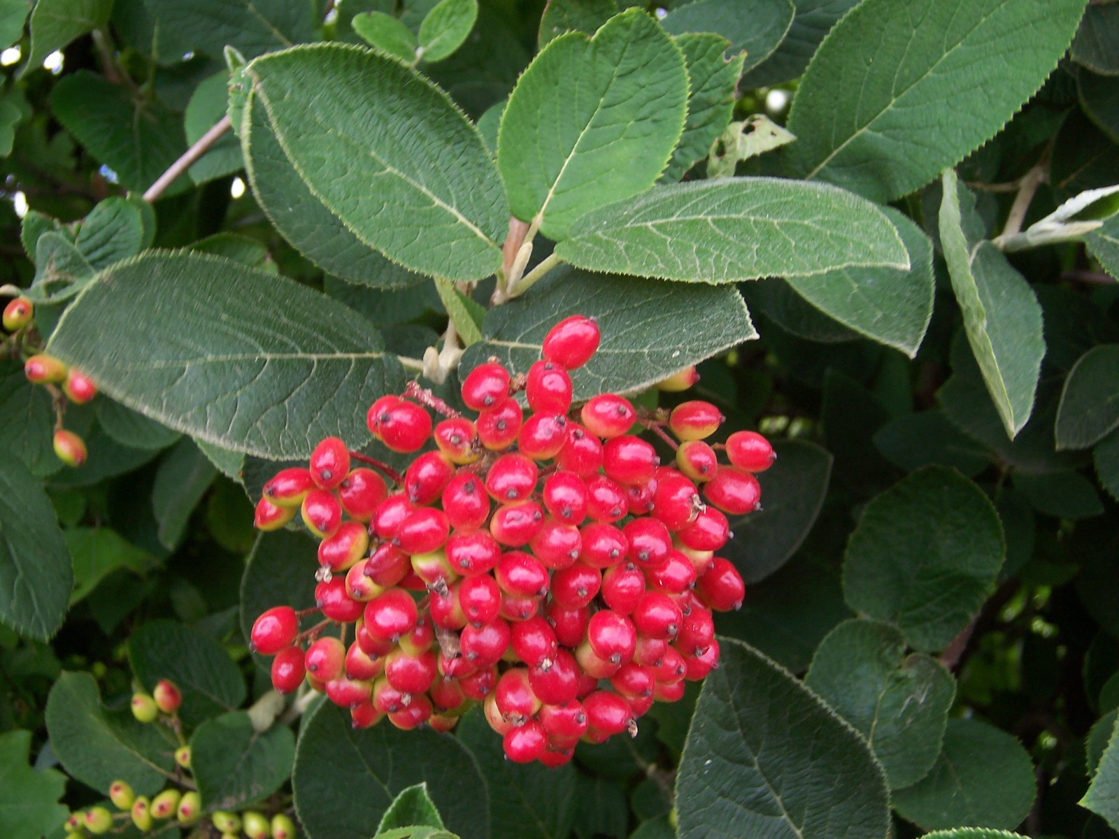 ViburnumLantana_Fruits.jpg