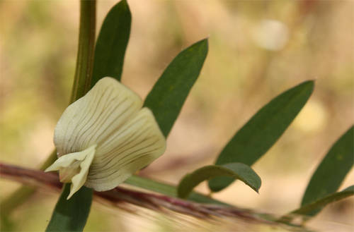 vicia.jpg