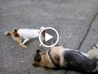 video-2013-11-20-12-52-30.mp4.gif