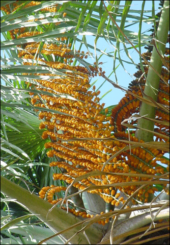 view-mauritiaflowers1.html.gif