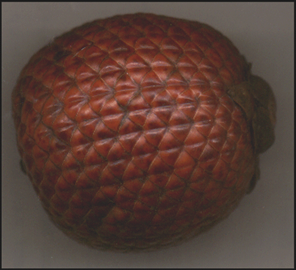 view-mauritiapalmfruit.html.gif