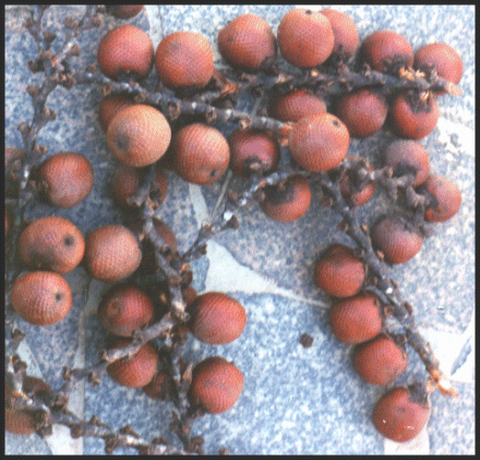 view-mauritifruits1.html.gif