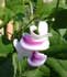 vigna-caracalla-flores.jpg