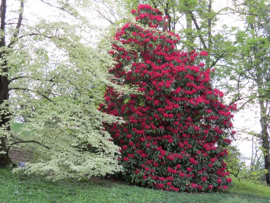 villa-taranto-rododendro.jpg