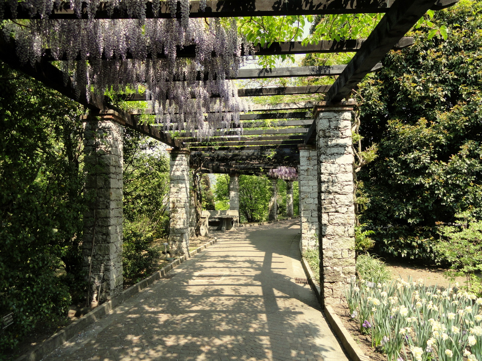 Villa_Taranto_%28Verbania%29_-_DSC03711.JPG