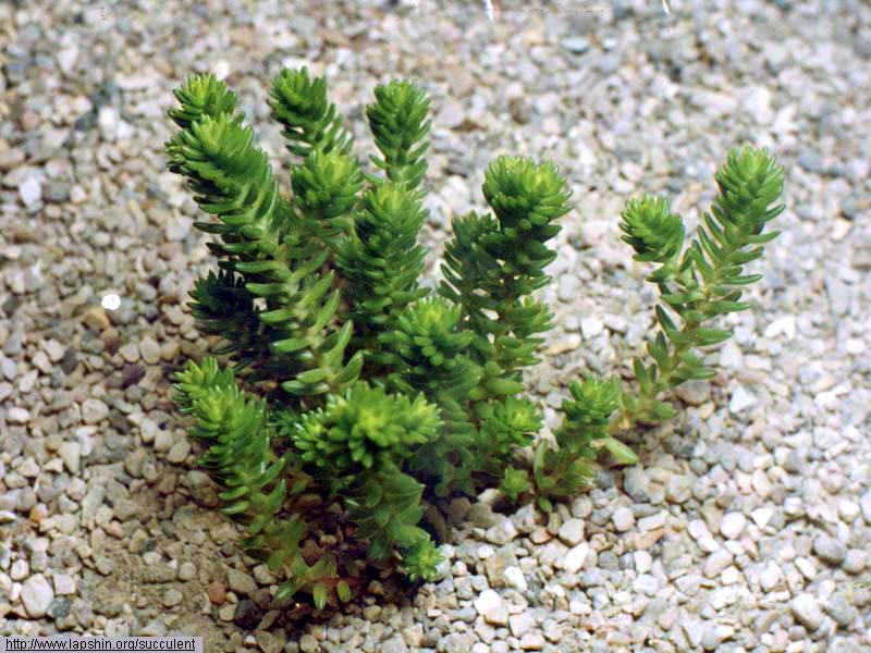 Villadia-batesii-2000.jpg