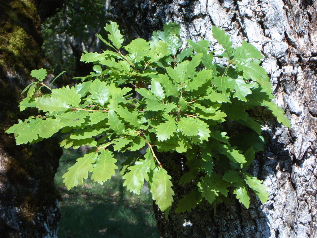 villaverde2quercusgrcer.jpg