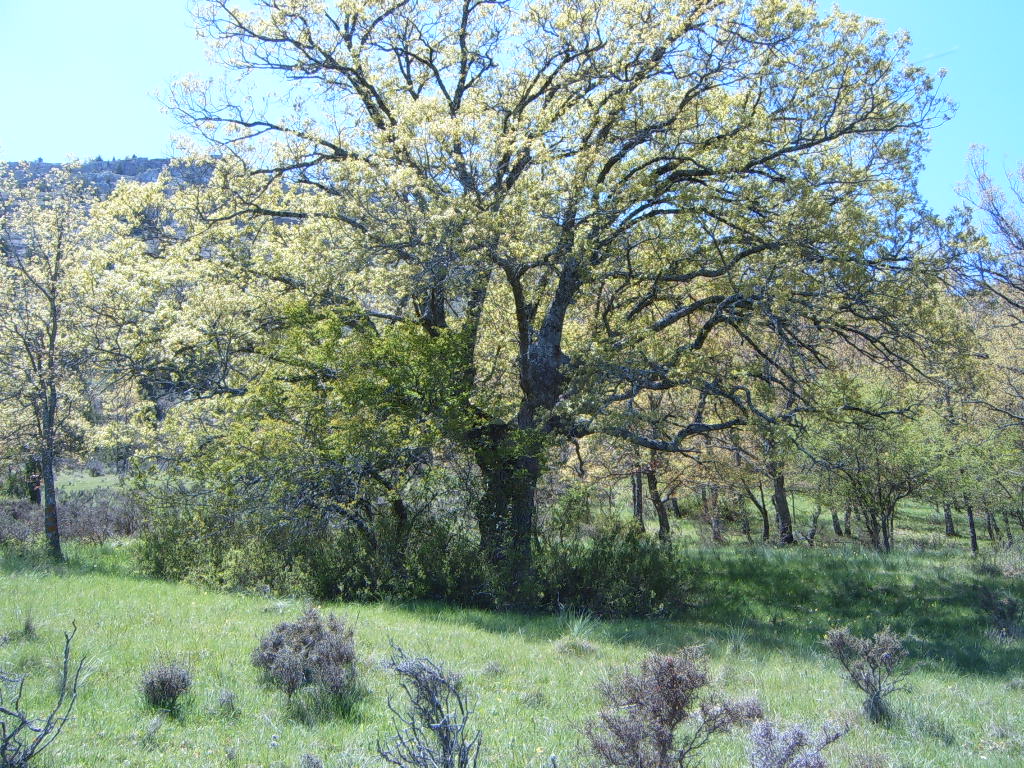 villaverde31.jpg