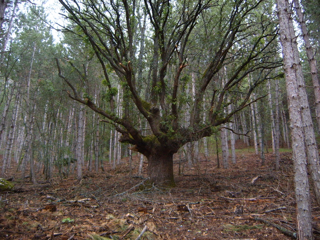 villaverde55.jpg
