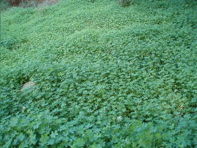 vinagrillos.JPG