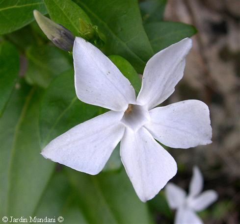 Vinca-blanca1.jpg
