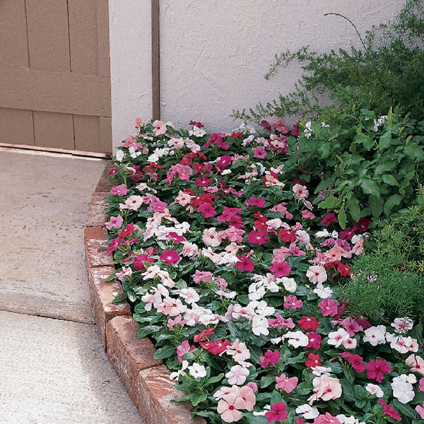 vinca-coolermix.jpg