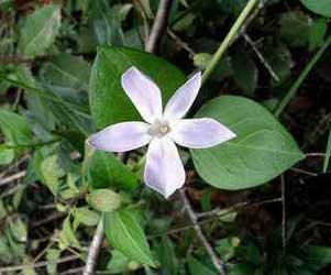 vinca-difformis.jpg