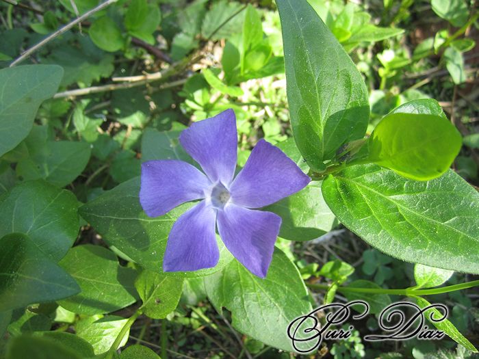vinca.jpg