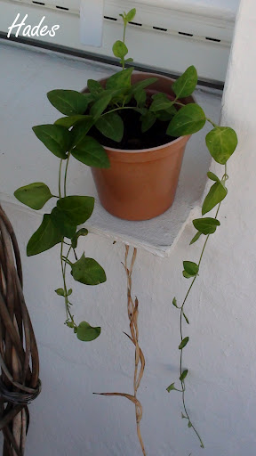 vinca.jpg