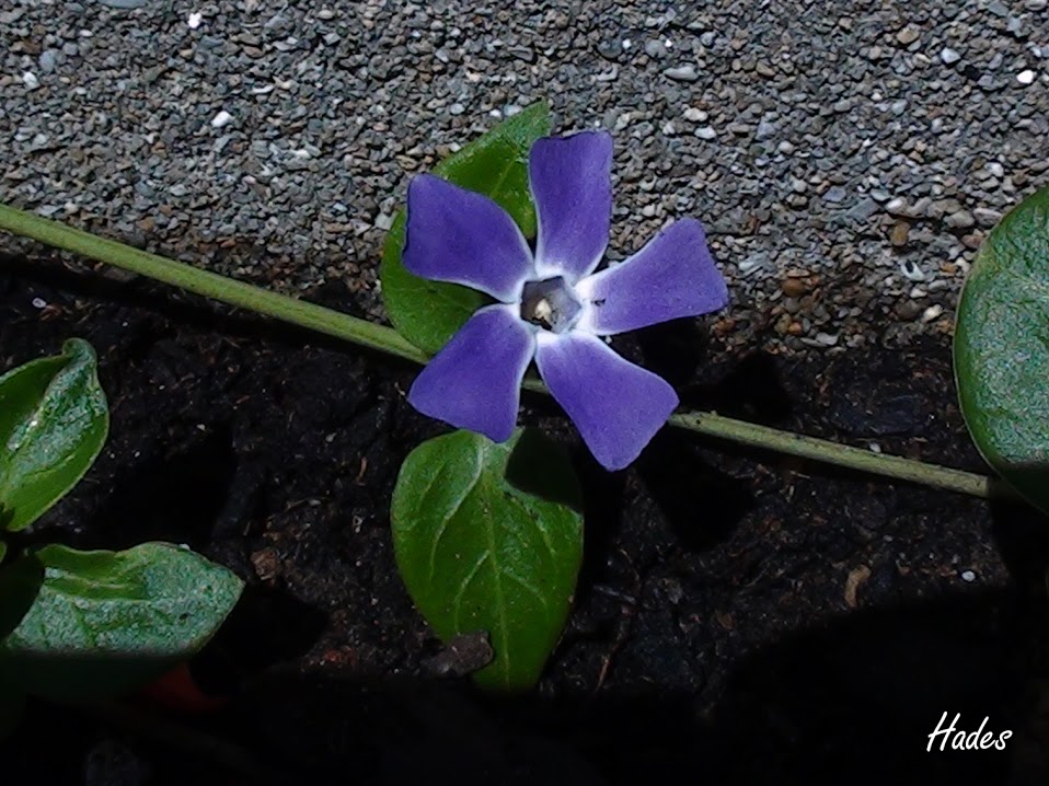 vinca.jpg