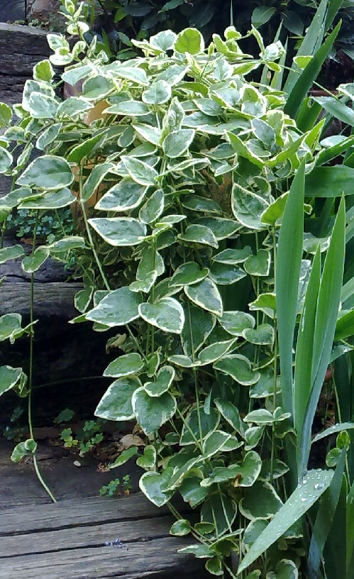 vinca.jpg