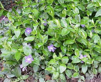 vinca-major.jpg