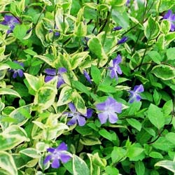 vinca-minor-variegata.-periwinkle-pot-size-2l-jo-12757-11074-p.jpg