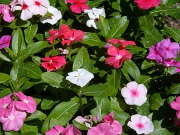 vinca-rosea-flores.jpg