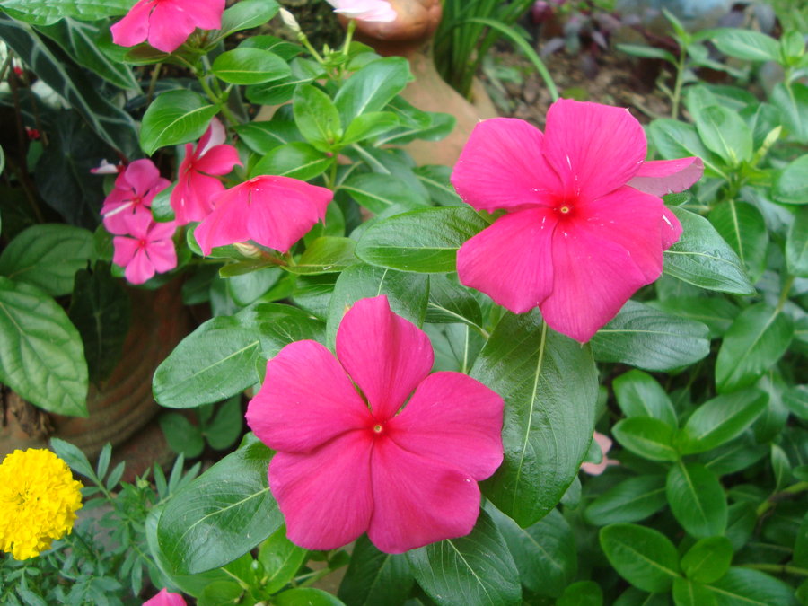 vinca_by_cerezoinwonderland-d47hond.jpg