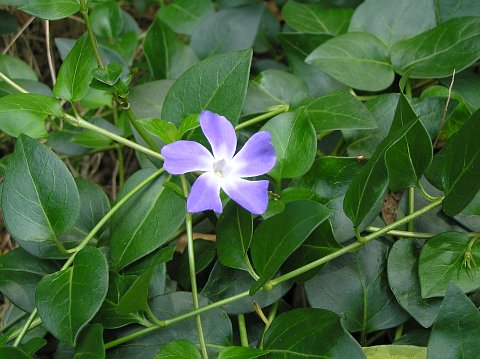 vinca_major2.jpg