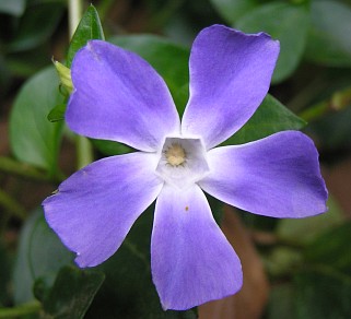 vinca_major3.jpg