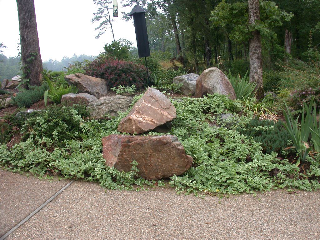 Vinca_Major_2003-06-02.jpg