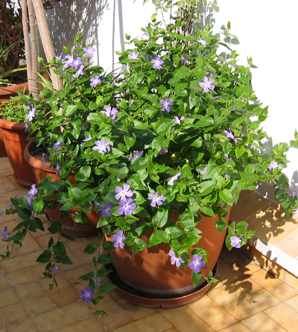 vinca_majorIMG_0150.jpg