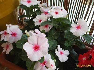 vinca_rosa_claro.jpg