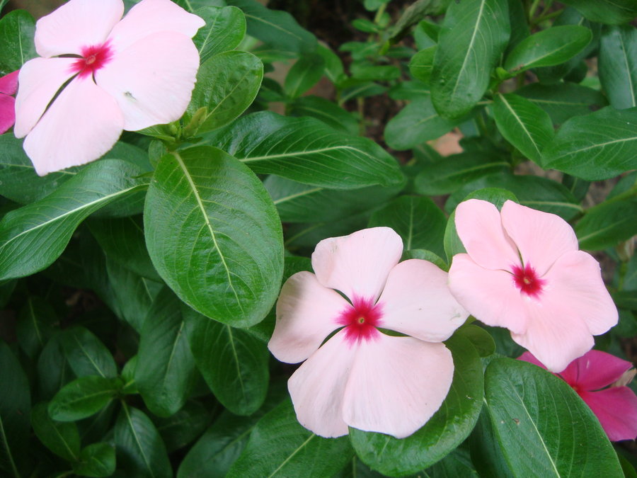 vinca_rosada_by_cerezoinwonderland-d47ho5x.jpg