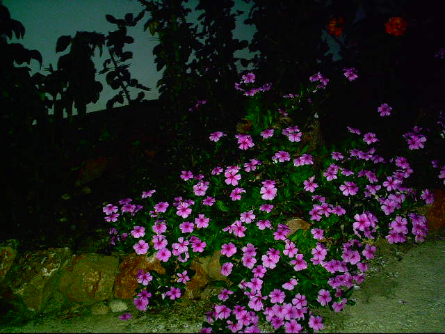 vincas.JPG