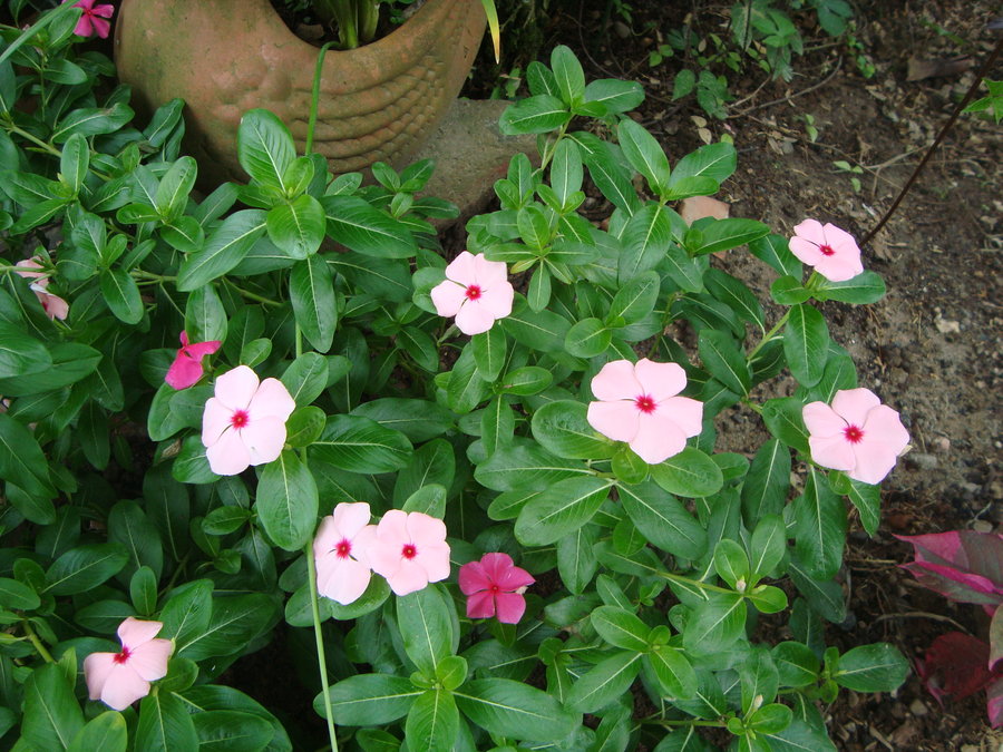 vincas_by_cerezoinwonderland-d47hlme.jpg