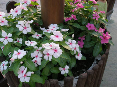 vincas_dcerca2.jpg