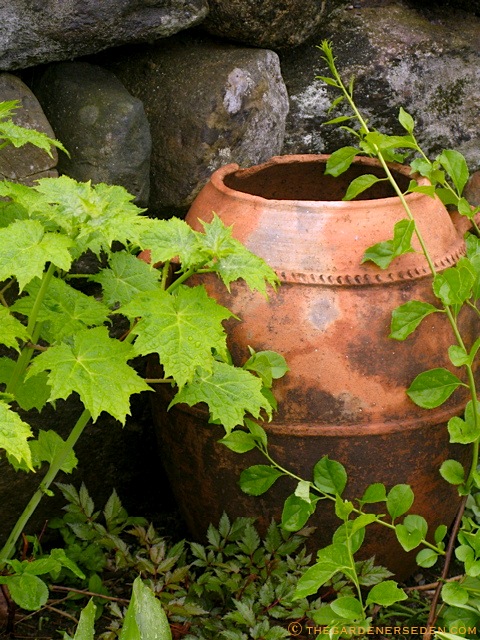 vines-and-clay-pot-%E2%93%92-michaela-thegardenerseden.com_.jpe