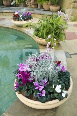 vinilo-cyclamen-helechos-y-orquideas-en-macetas-de-barro-hermosas-natural.jpg