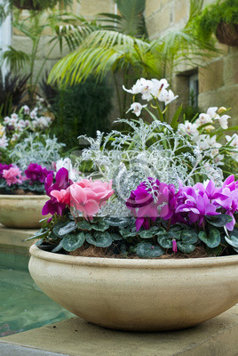 vinilo-plantas-de-ciclamen-en-maceta-de-barro-en-hermosas-sala-de-jardin-rosa.jpg
