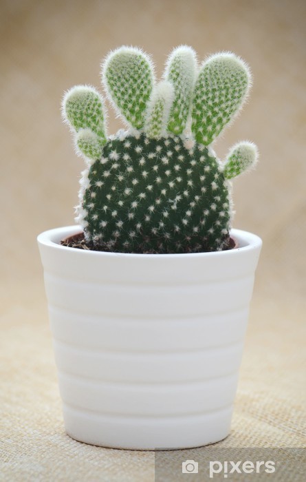vinilos-conejito-de-orejas-cactus-opuntia-microdasys.jpg