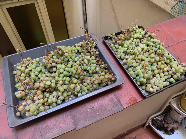 vino-moscatel03.jpg