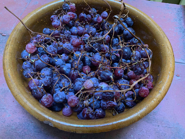 vino-moscatel05.jpg
