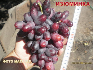 vinogradarochnijopisaniesort.jpg