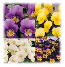 Viola%2520cornuta.jpg