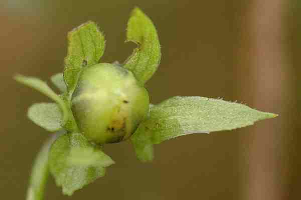 Viola.arvensis3.jpg