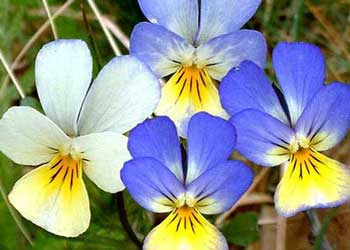 viola-tricolor.jpg