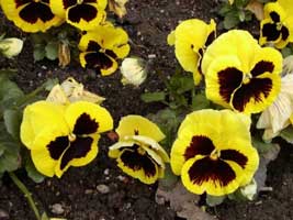 viola-wittrockiana.jpg