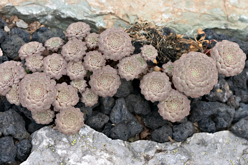 viola_atropurpurea.jpg
