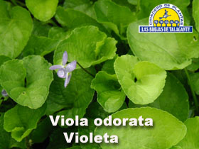 viola_odorata_det1hoja_flor_copia.jpg