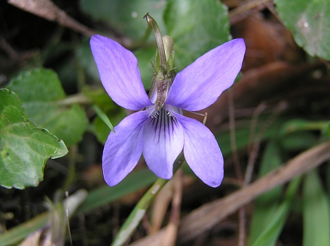 viola_riviniana.jpg
