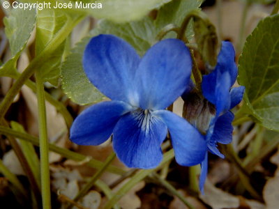 violaodorata1.jpg